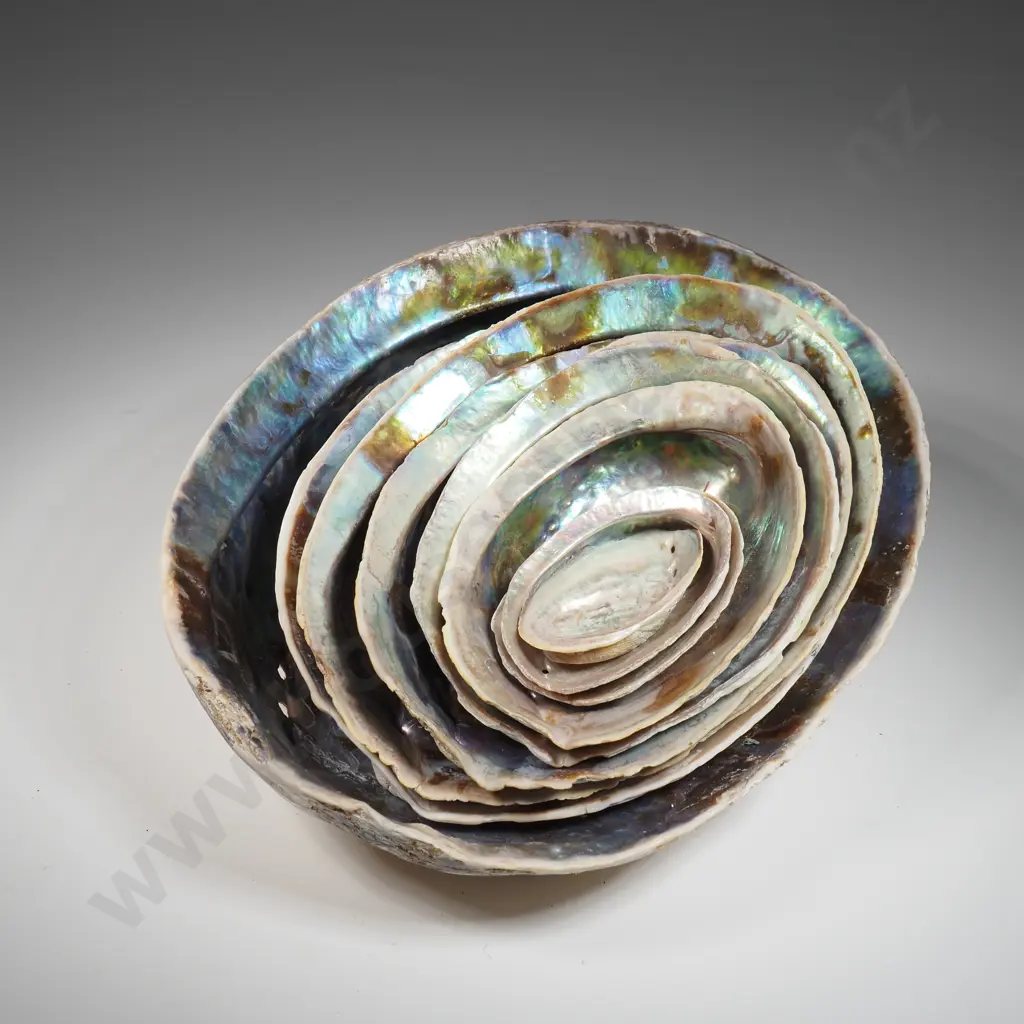 Graduated Set of Nine Paua Shells. Image 1++