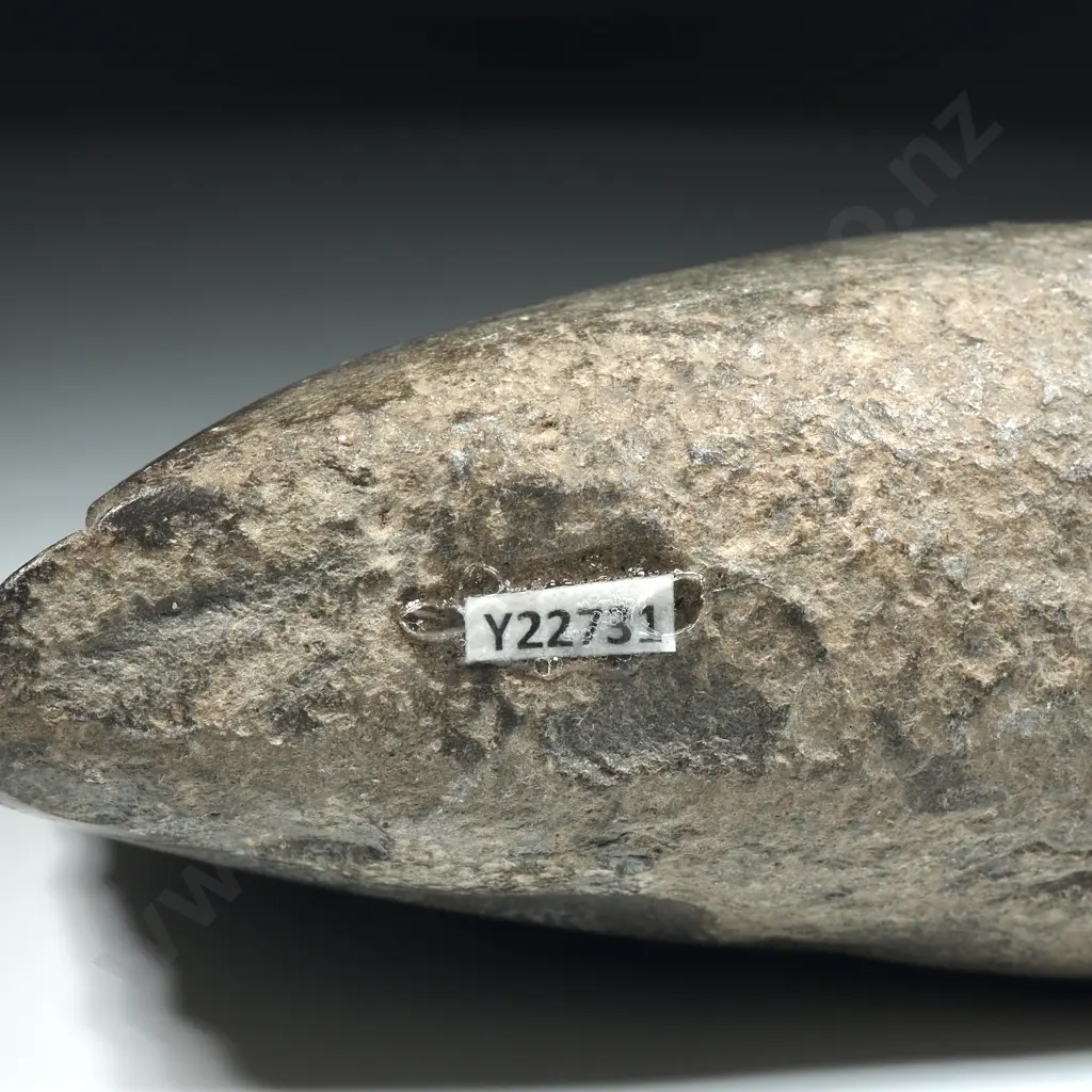 Pre-European Stone Toki - Collected in Northland, ex Radisch Collection Y22731 Image 1++