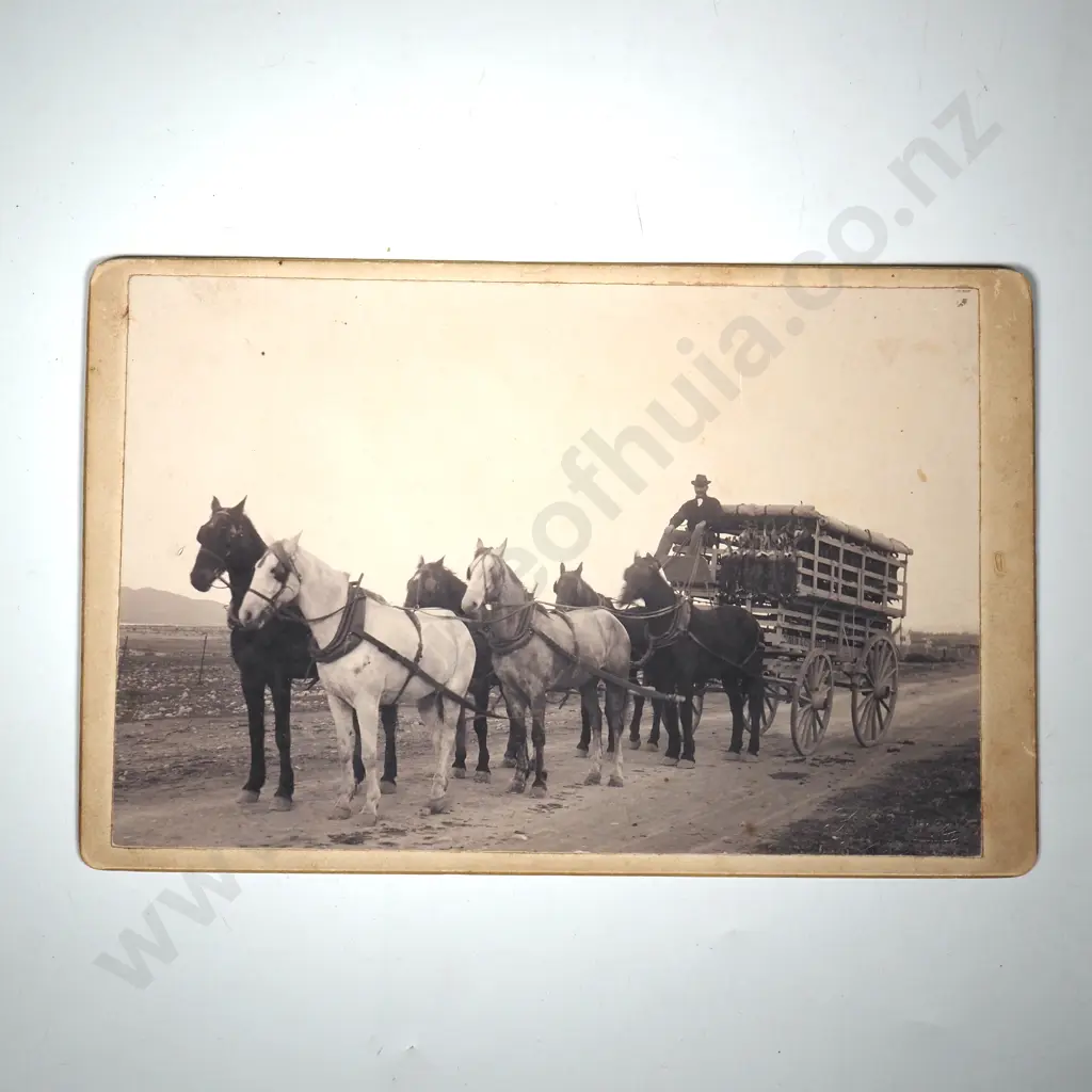 Victorian NZ Photo - Tonking & Co Rabbit Buyers 1890's F Chase Kurow Photographer Image 1++