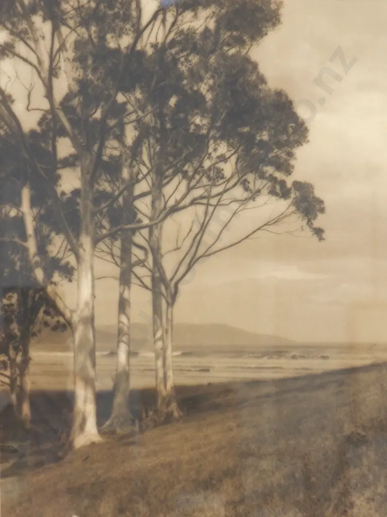 George Chance - 'The Sunlit Gums' Silver Gelatin, Photograph Image 1++