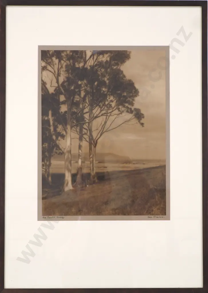 George Chance - 'The Sunlit Gums' Silver Gelatin, Photograph Image 1++