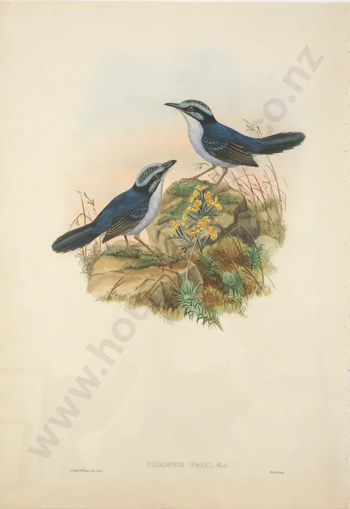 John Gould -Todopsis Grayi (1888), Hand-coloured Lithograph Image 1++