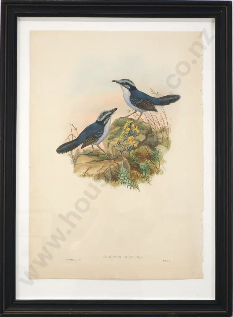 John Gould -Todopsis Grayi (1888), Hand-coloured Lithograph Image 1++