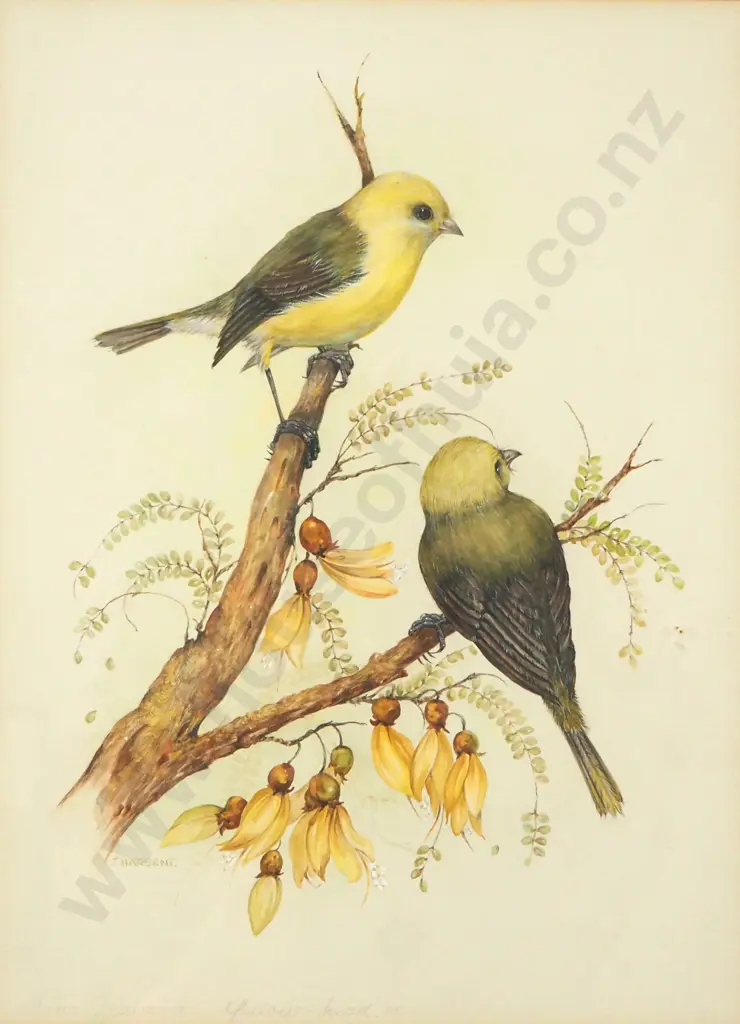 Jean Harsent - "New Zealand Yellow Head", Watercolour Image 1++