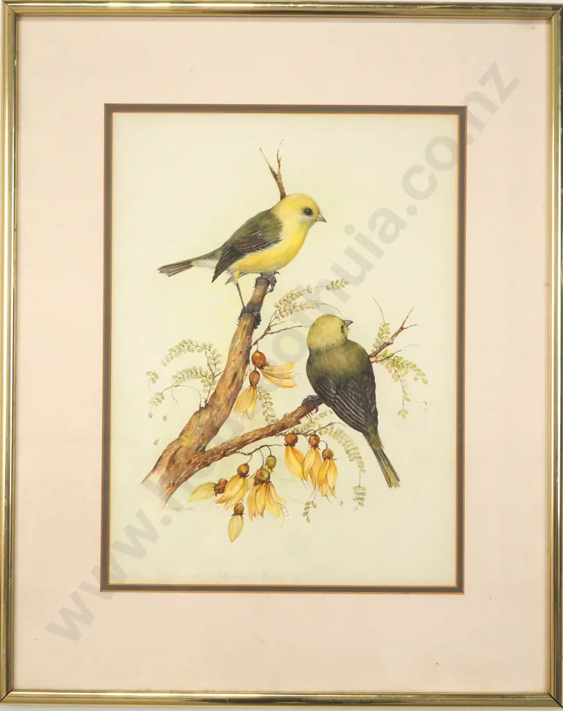 Jean Harsent - "New Zealand Yellow Head", Watercolour Image 1++
