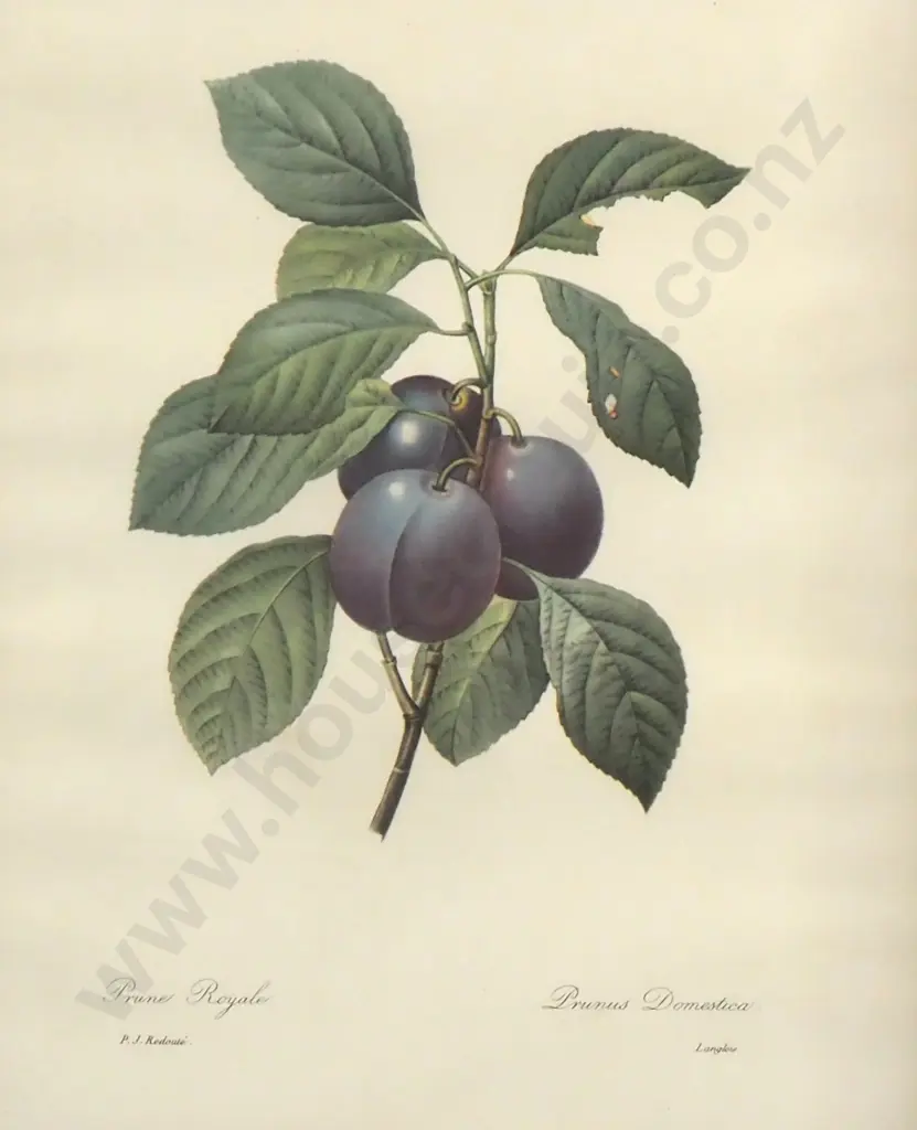 PJ Redoute - Prune Royale - Print - 380mm X 275mm Image 1++