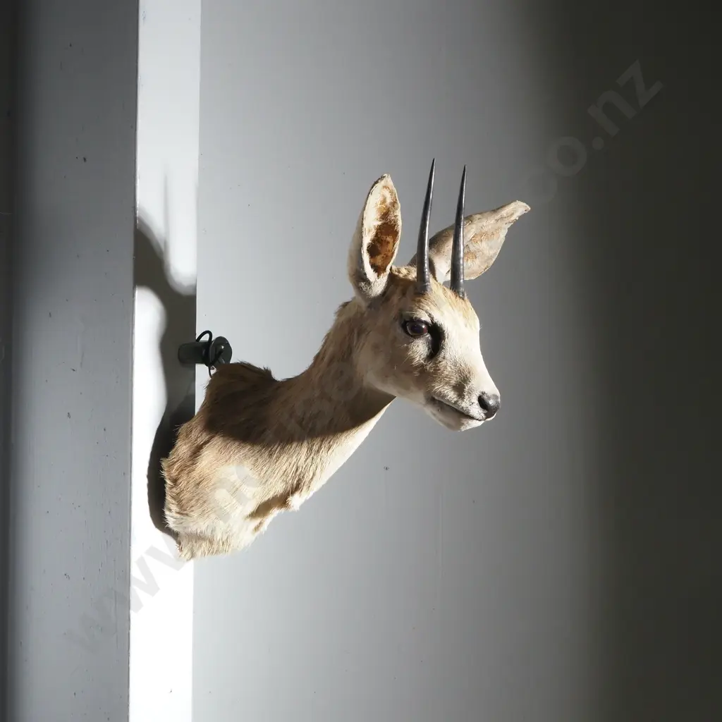 Taxidermied Steinbok Head Image 1++