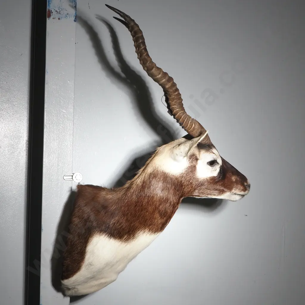 Outstanding Taxidermy Shoulder Mount of an Indian Blackbuck Antelope Image 1++