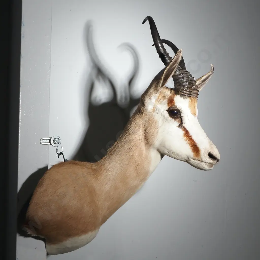 Elegant Shoulder Mounted Taxidermy Trophy of a Springbok - Gold Medal 13 4/8" Image 1++