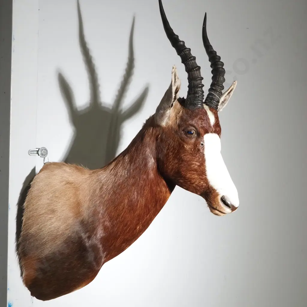 Stunning Taxidermied Shoulder Mount Head of a Bontebok - Silver Medal 14 3/8" Image 1++