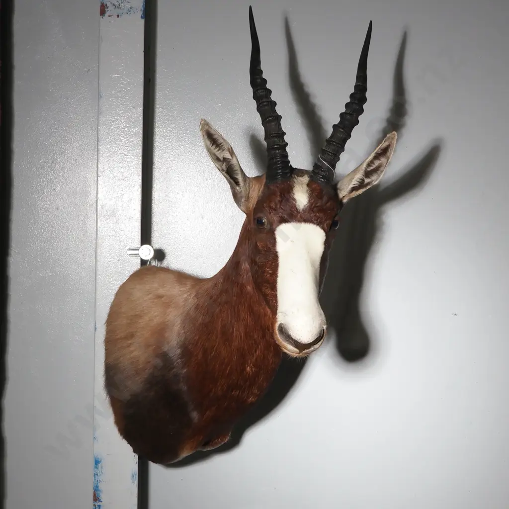 Stunning Taxidermied Shoulder Mount Head of a Bontebok - Silver Medal 14 3/8" Image 1++