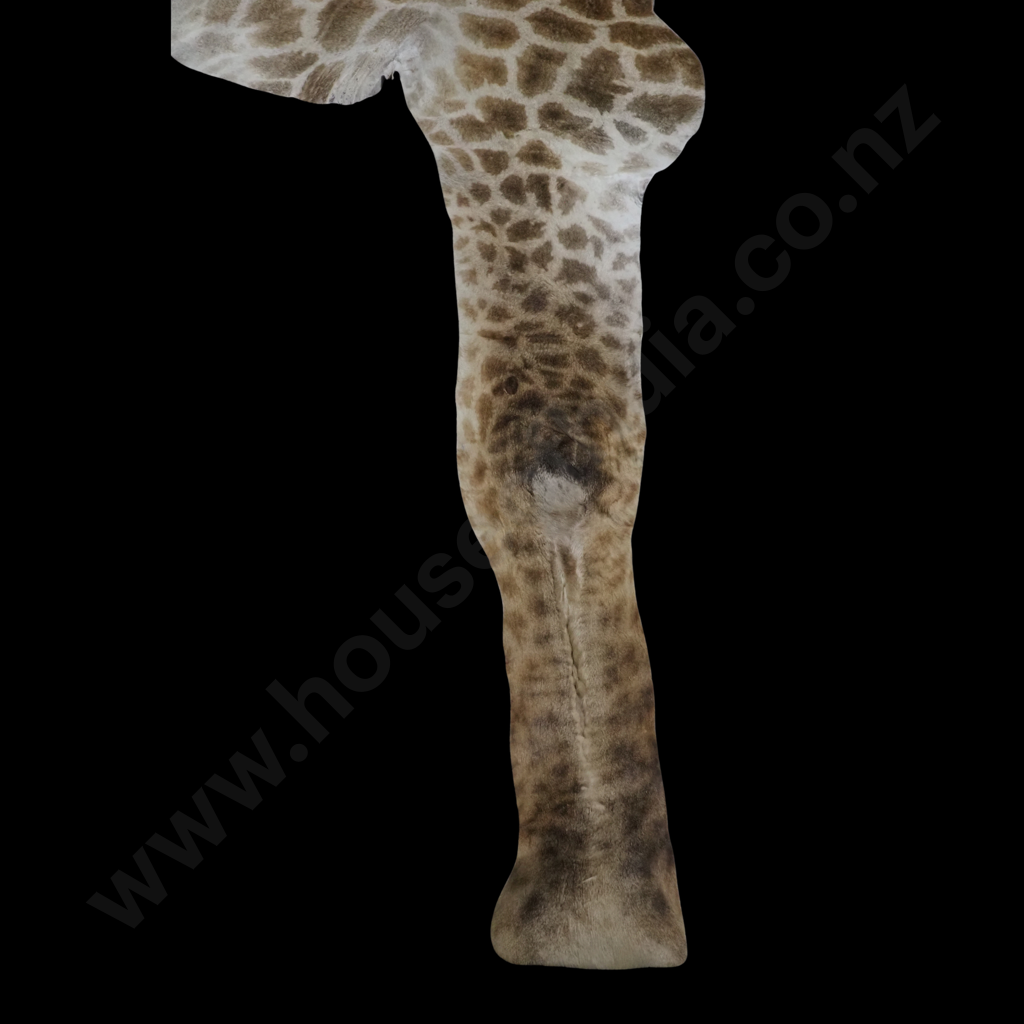 Impressive Giraffe Skin Hide w Face, Tail & Legs Image 1++
