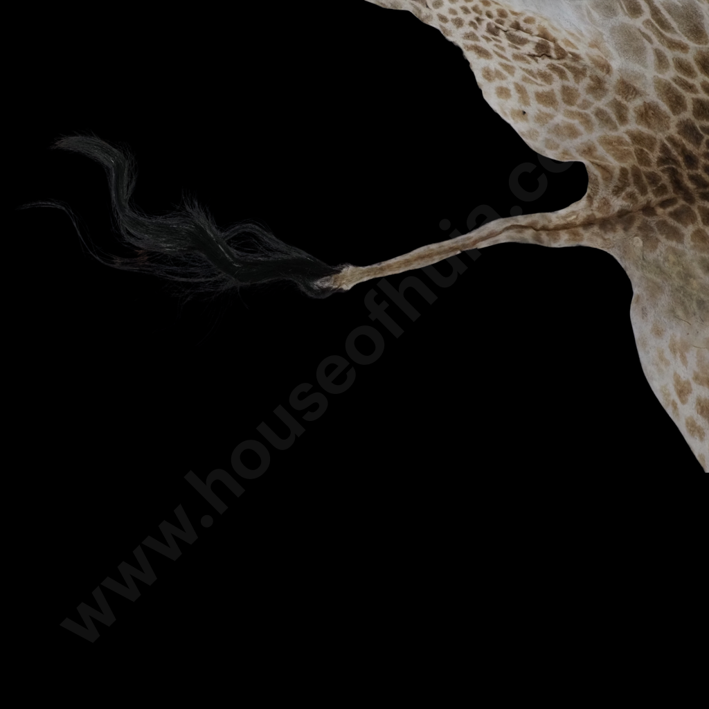 Impressive Giraffe Skin Hide w Face, Tail & Legs Image 1++