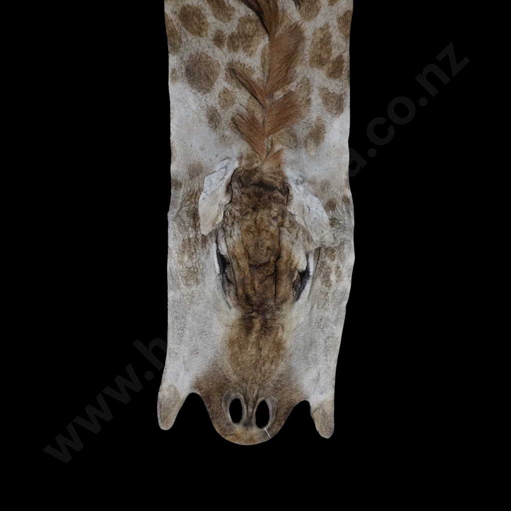 Impressive Giraffe Skin Hide w Face, Tail & Legs Image 1++