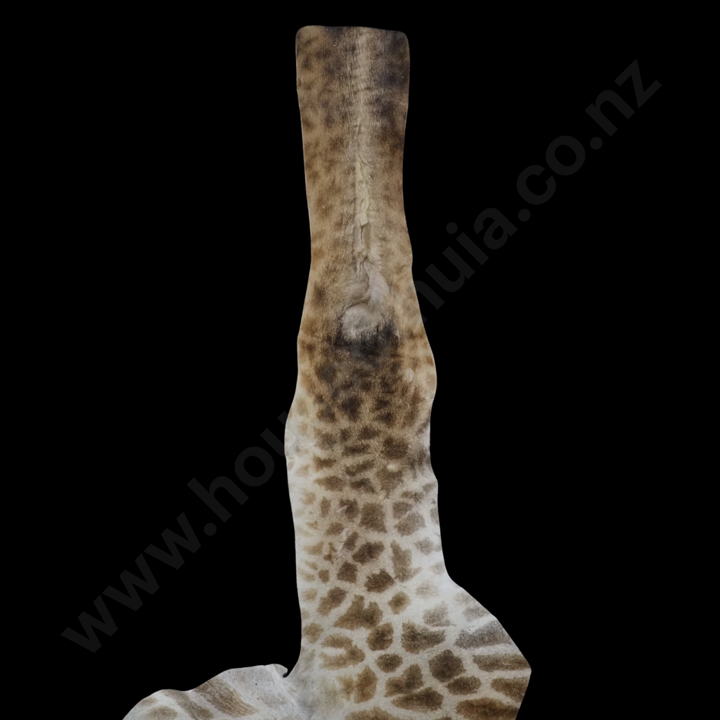 Impressive Giraffe Skin Hide w Face, Tail & Legs Image 1++