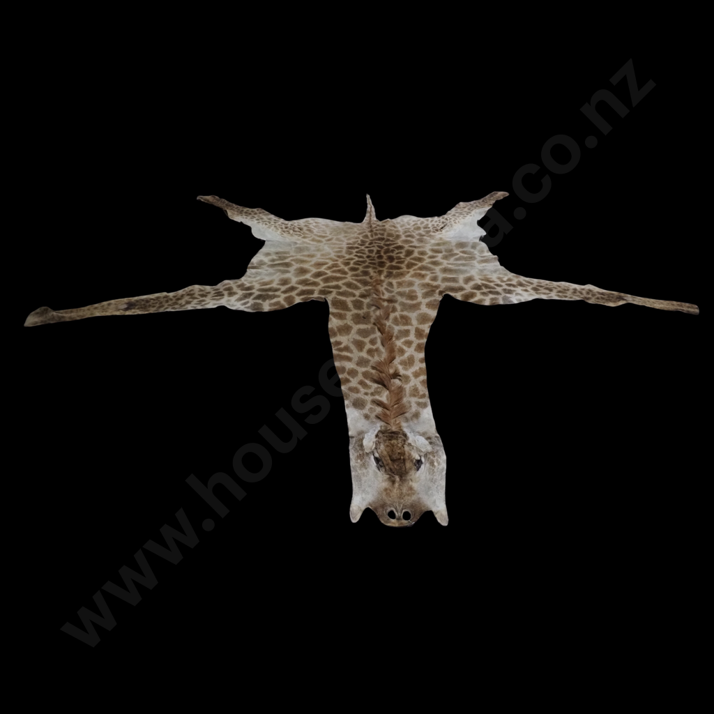 Impressive Giraffe Skin Hide w Face, Tail & Legs Image 1++