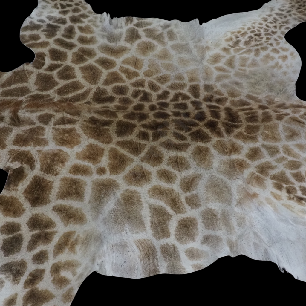 Impressive Giraffe Skin Hide w Face, Tail & Legs Image 1++