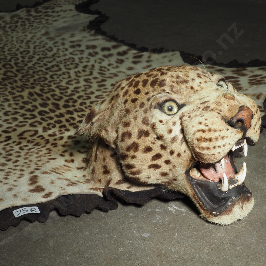 Vintage Taxidermy Leopard Skin Rug Featuring A Mounted Head w Glass Eyes Image 1++