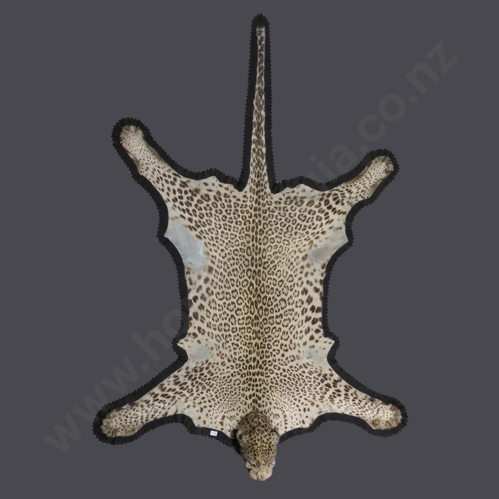 Vintage Taxidermy Leopard Skin Rug Featuring A Mounted Head w Glass Eyes Image 1++