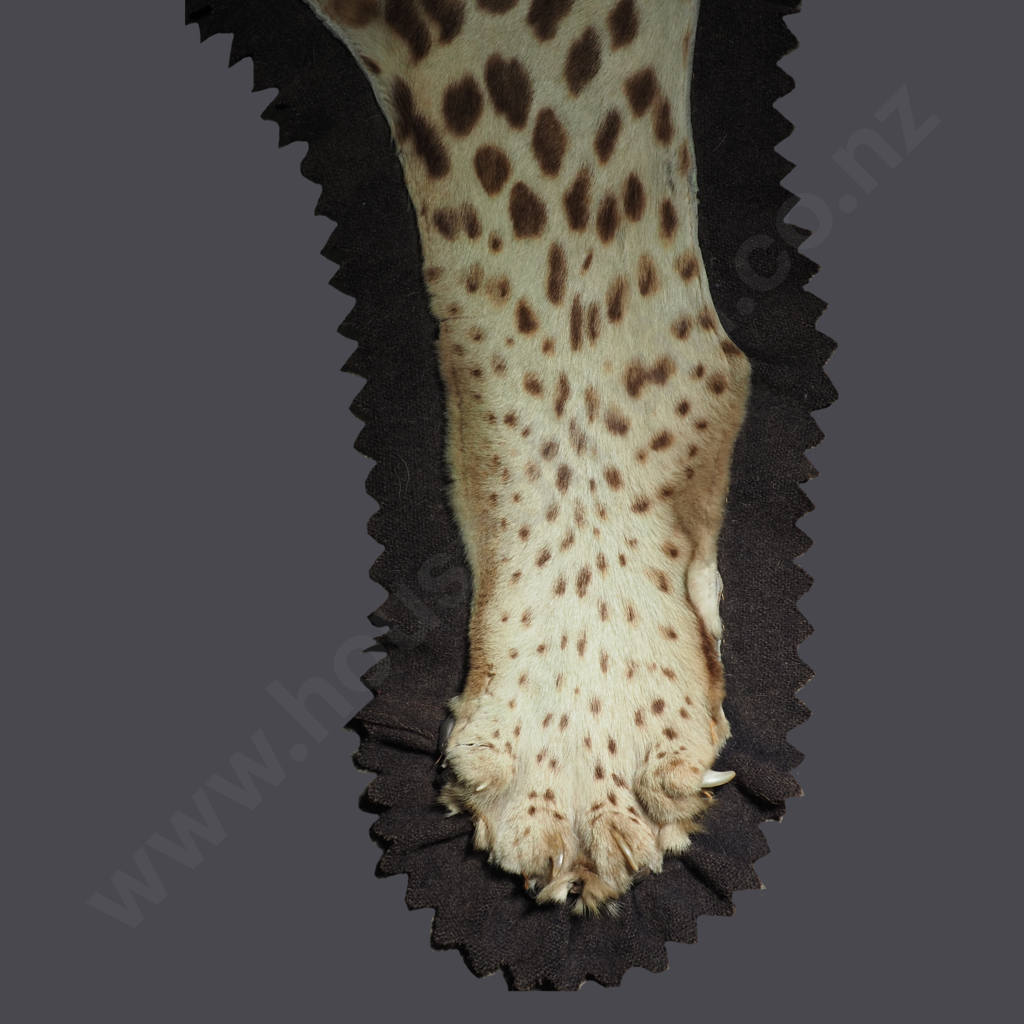 Vintage Taxidermy Leopard Skin Rug Featuring A Mounted Head w Glass Eyes Image 1++