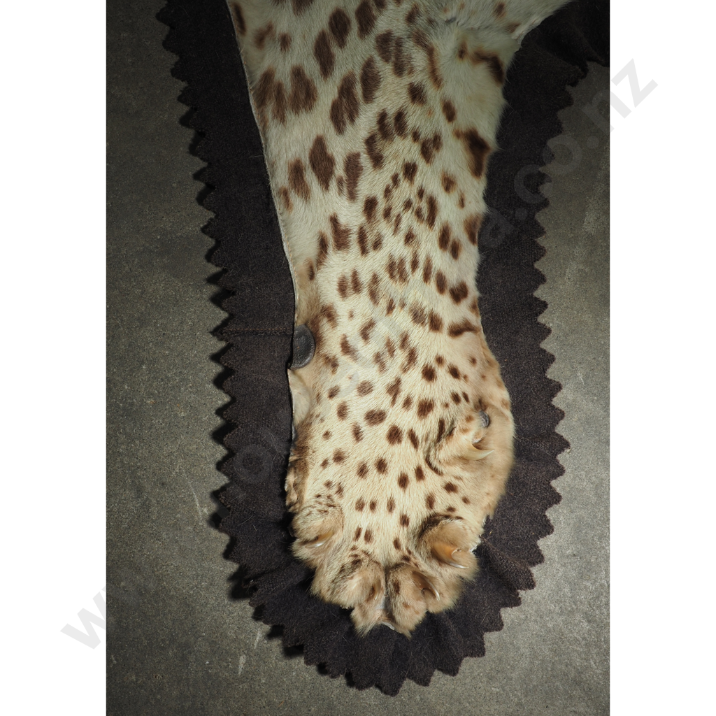 Vintage Taxidermy Leopard Skin Rug Featuring A Mounted Head w Glass Eyes Image 1++