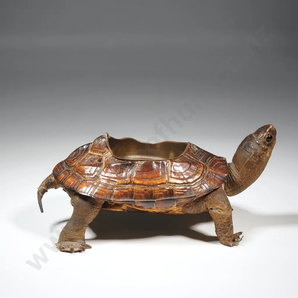 Antique Victorian Taxidermy Tortoise Ashtray Image 1++