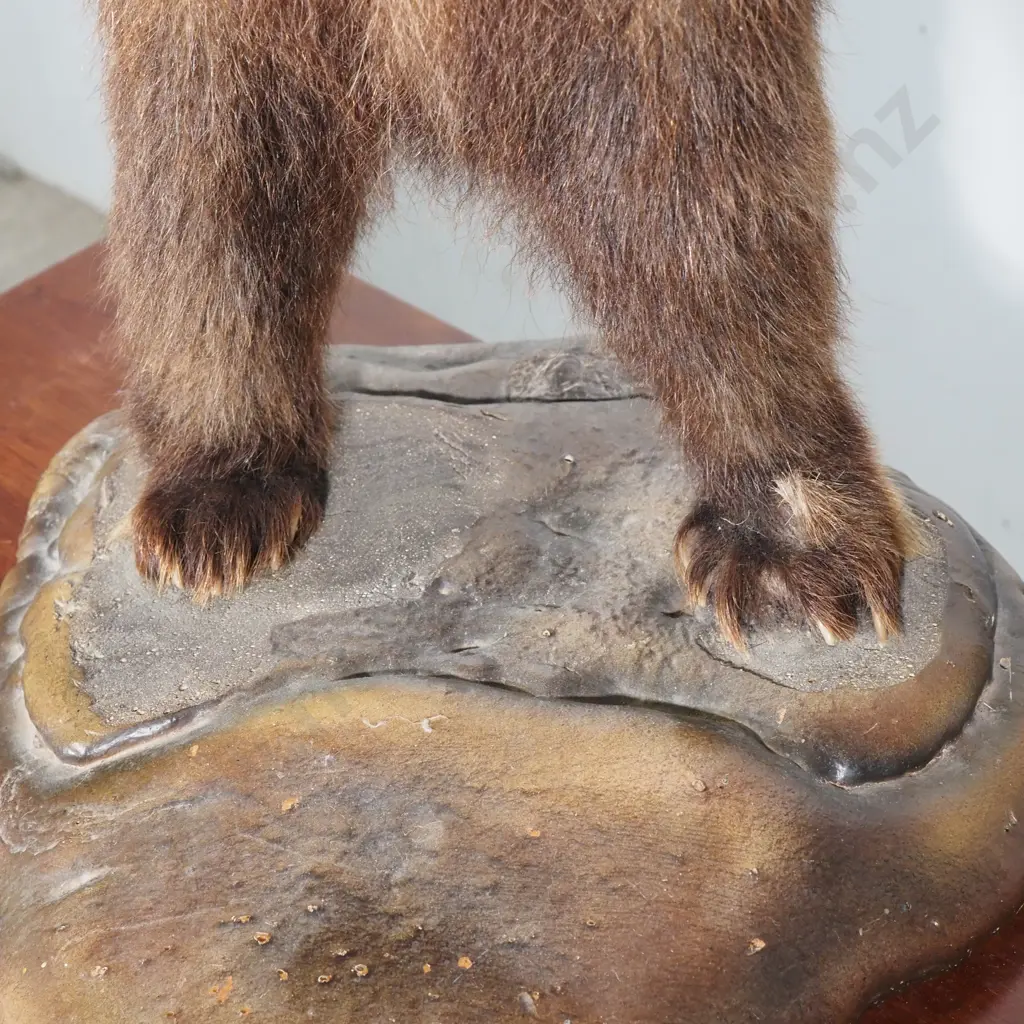 Dainty Full Standing Taxidermy Brown Bear Cub Image 1++