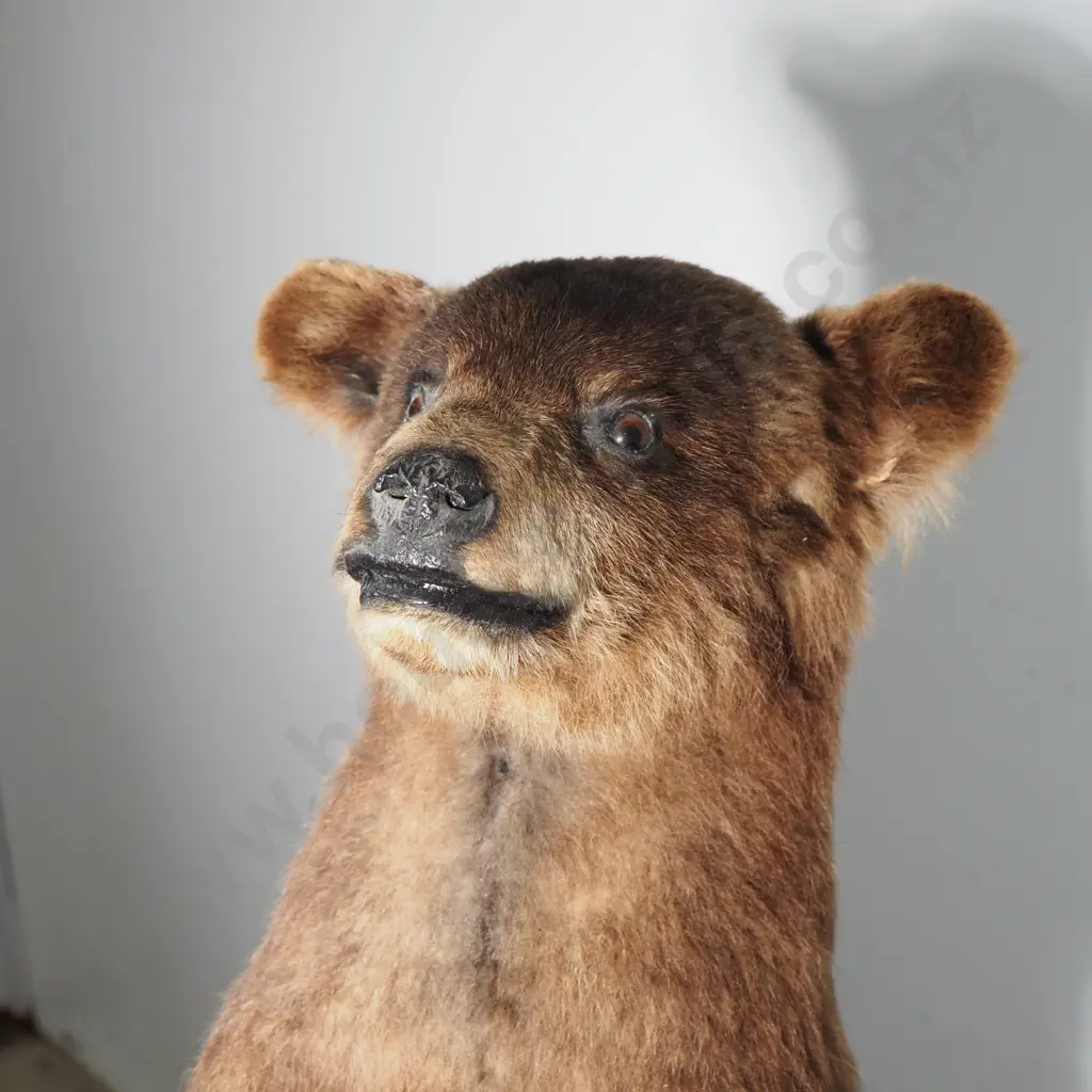 Dainty Full Standing Taxidermy Brown Bear Cub Image 1++