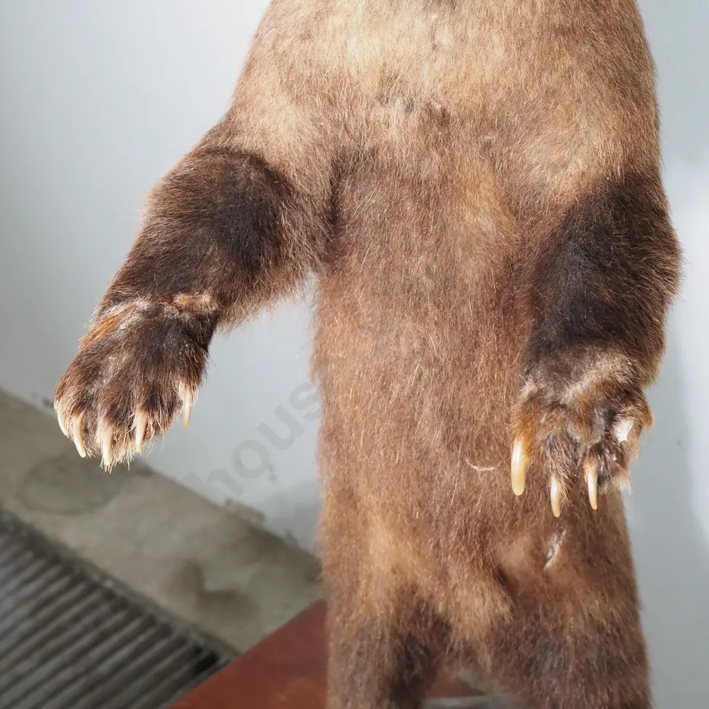 Dainty Full Standing Taxidermy Brown Bear Cub Image 1++