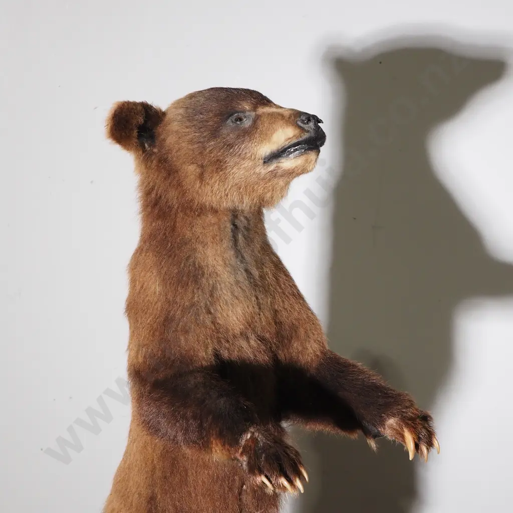Dainty Full Standing Taxidermy Brown Bear Cub Image 1++