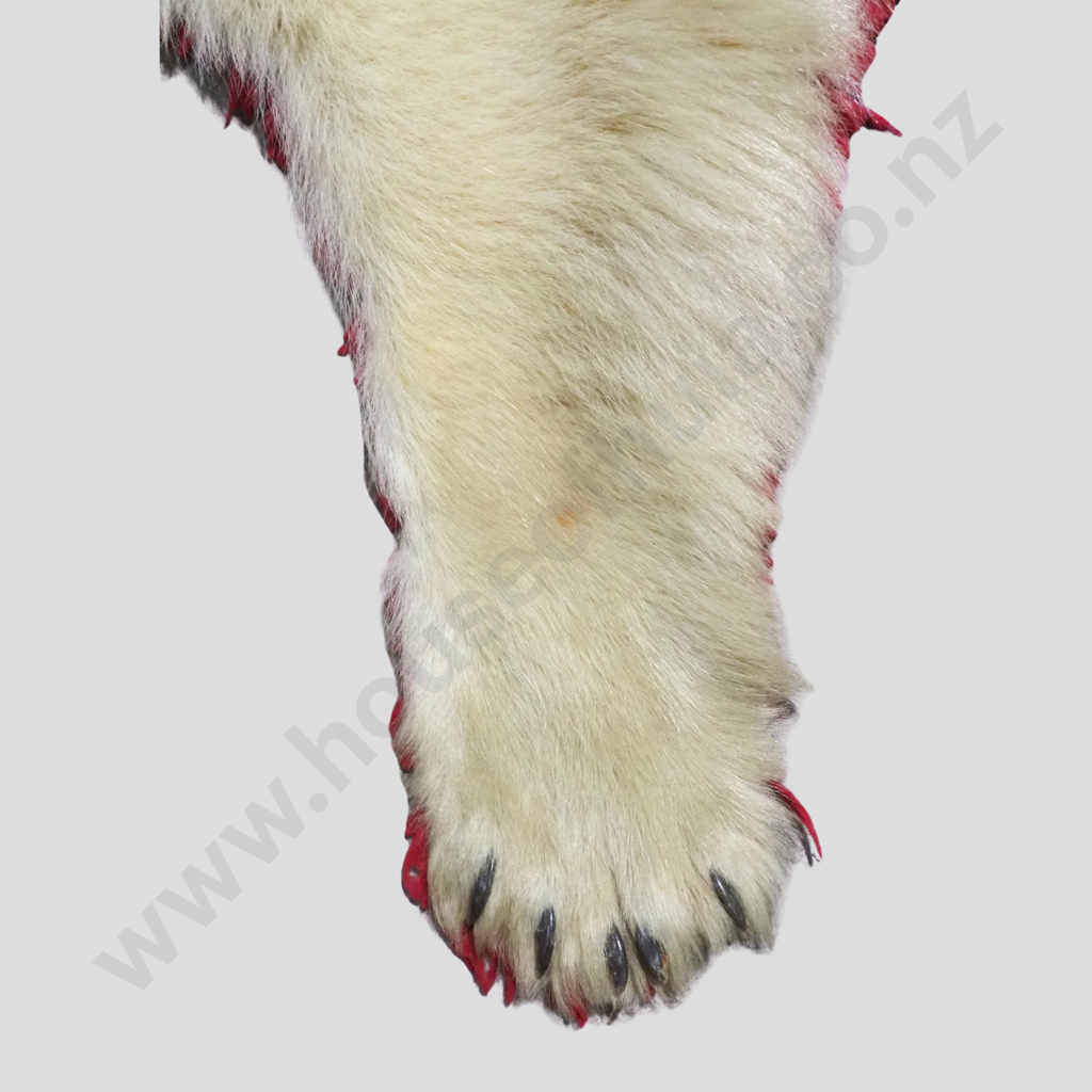 Beautiful Polar Bear Skin Rug w Mounted Head & Paws Image 1++