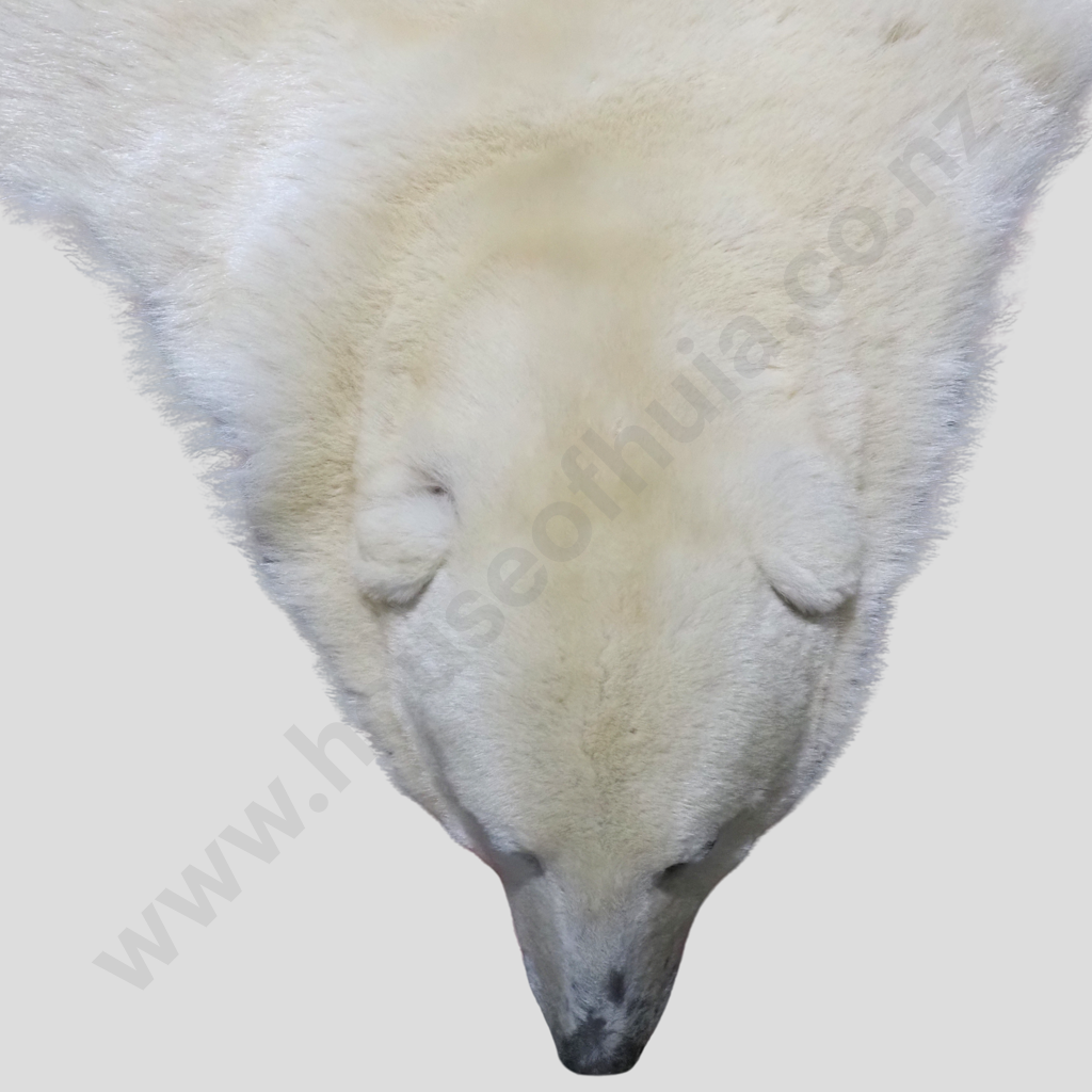 Beautiful Polar Bear Skin Rug w Mounted Head & Paws Image 1++