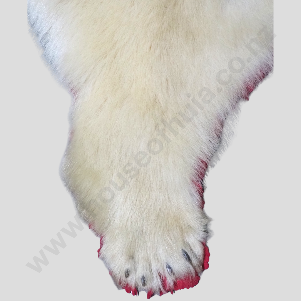 Beautiful Polar Bear Skin Rug w Mounted Head & Paws Image 1++