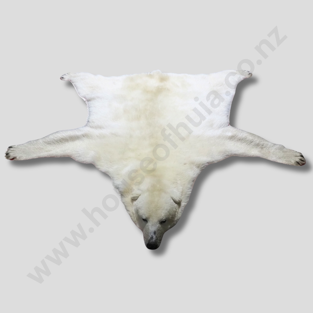 Beautiful Polar Bear Skin Rug w Mounted Head & Paws Image 1++