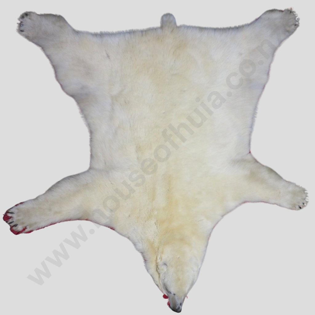 Beautiful Polar Bear Skin Rug w Mounted Head & Paws Image 1++