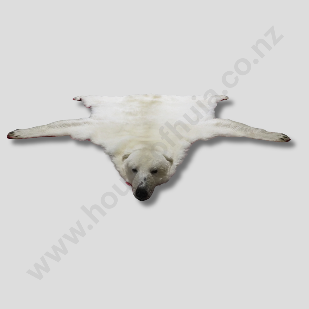 Beautiful Polar Bear Skin Rug w Mounted Head & Paws Image 1++