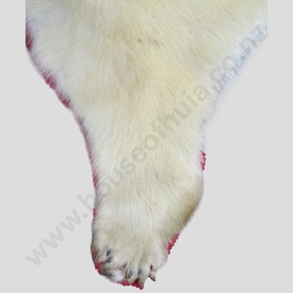 Beautiful Polar Bear Skin Rug w Mounted Head & Paws Image 1++