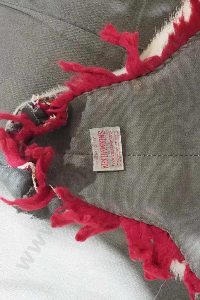 Beautiful Polar Bear Skin Rug w Mounted Head & Paws Image 1++