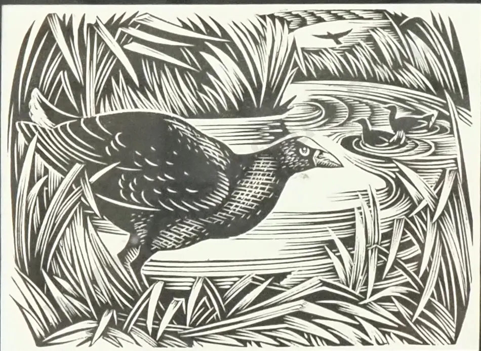 E. Mervyn Taylor - 'Pūkeko'  Engravings On Wood Image 1++