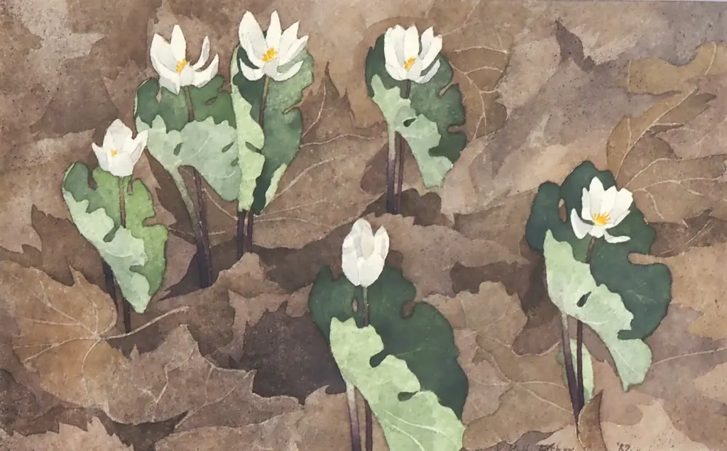 Kathleen Kolb-Fischer -Bloodroot, Watercolour (1982) Image 1++