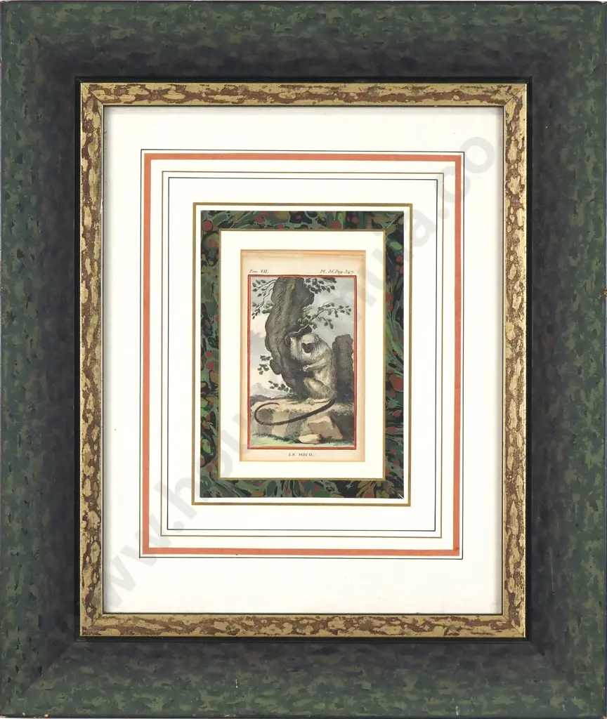 Unknown Artist - Silky Monkey, Hand Coloured Copper Plate Engraving Image 1++