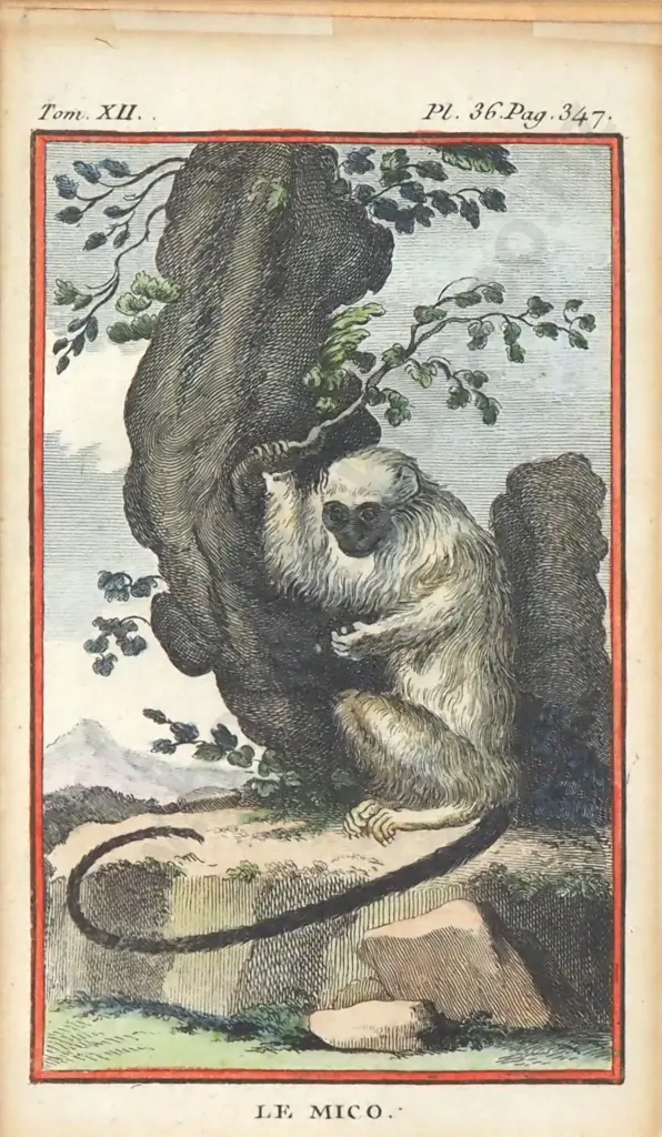 Unknown Artist - Silky Monkey, Hand Coloured Copper Plate Engraving Image 1++