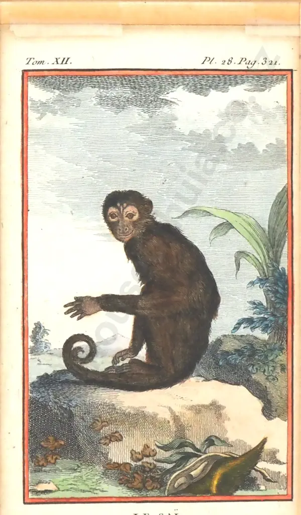 Unknown Artist - Capuchin Monkey, Hand Coloured Copper Plate Engraving Image 1++