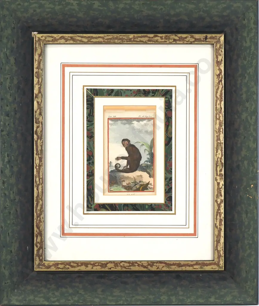 Unknown Artist - Capuchin Monkey, Hand Coloured Copper Plate Engraving Image 1++