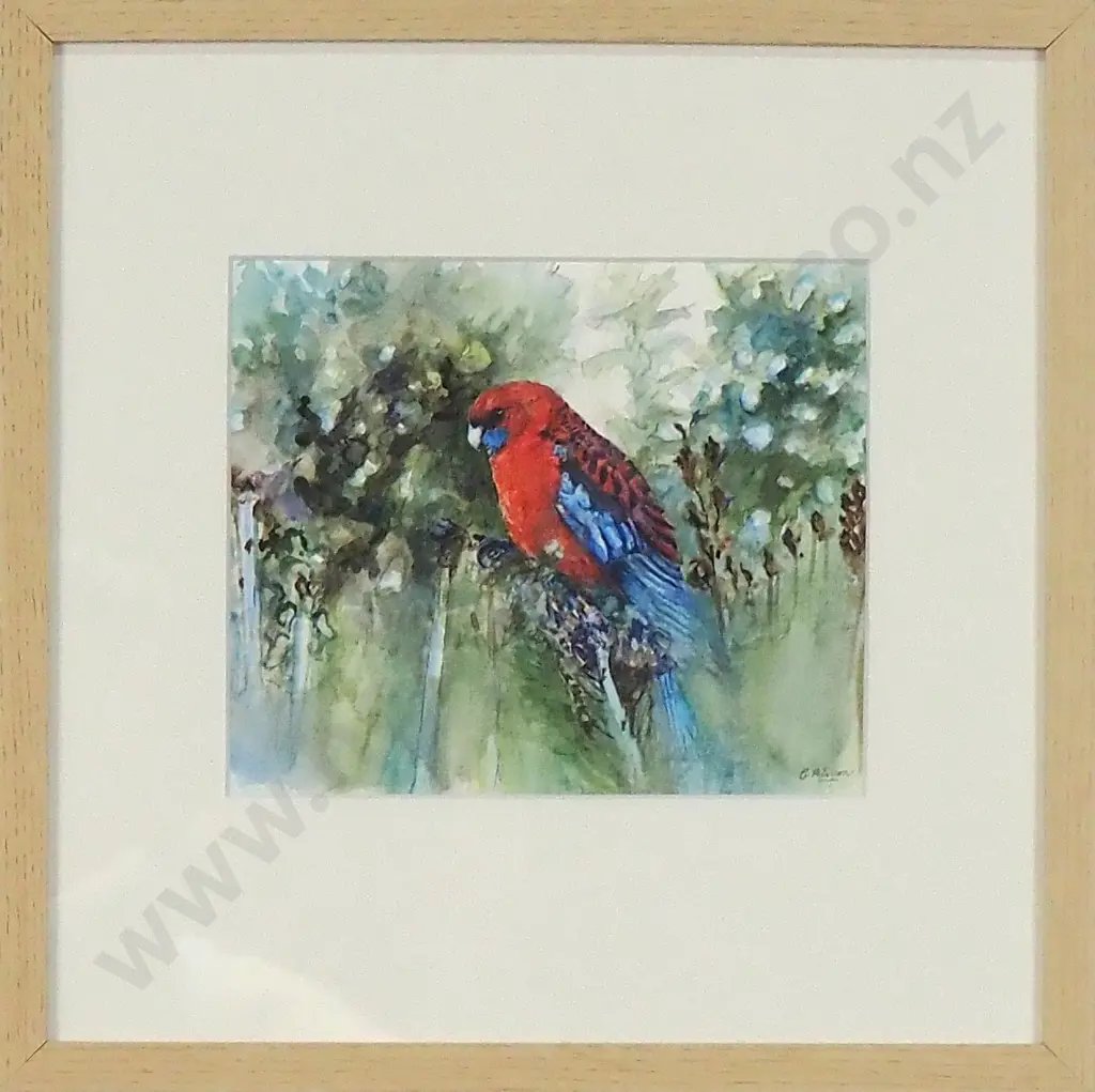 C Paterson - Rosella, Watercolour Image 1++