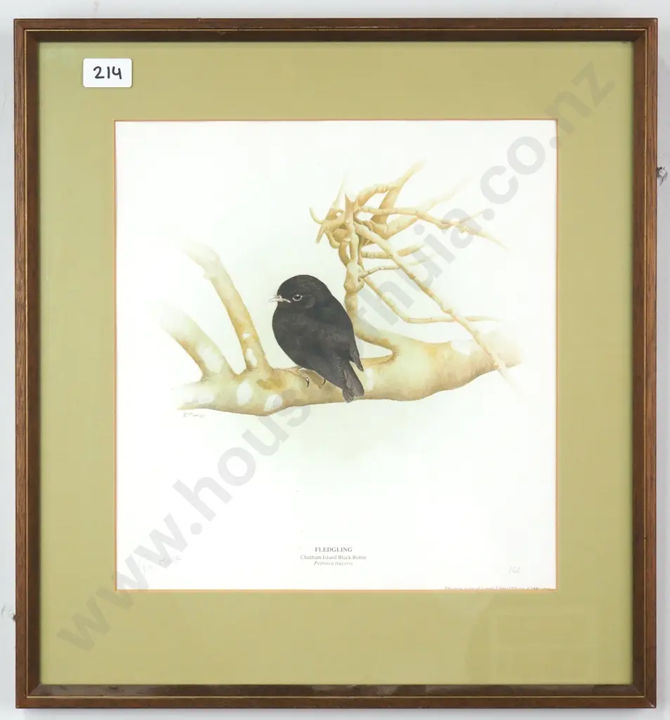 Pauline Morse - The Black Robin, Print Image 1++