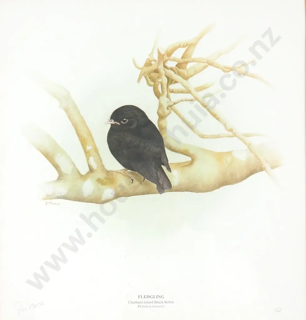 Pauline Morse - The Black Robin, Print Image 1++