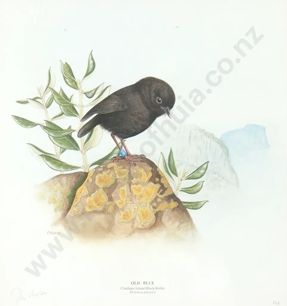 Pauline Morse - The Black Robin, Print Image 1++