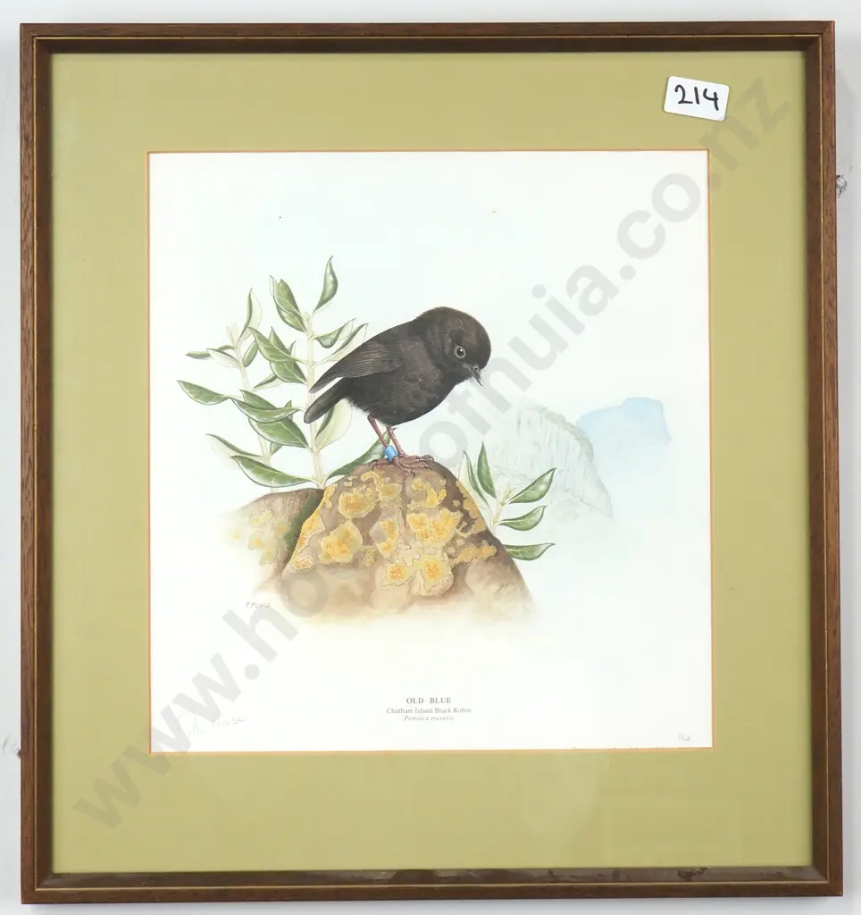 Pauline Morse - The Black Robin, Print Image 1++