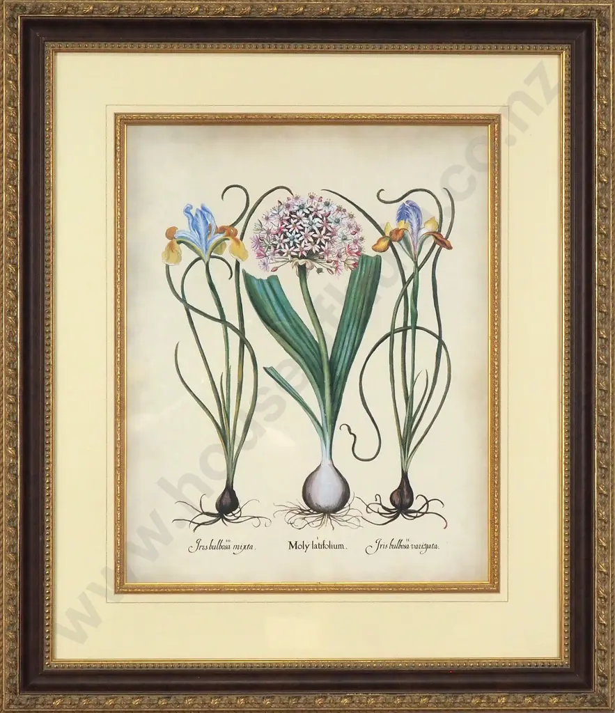 Artist Unknown - Two Iris & Garlic, Print Image 1++